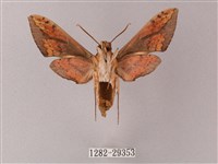 臺灣白肩天蛾藏品圖，第2張