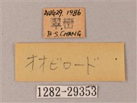 臺灣白肩天蛾藏品圖，第3張