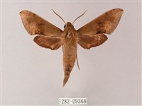 臺灣白肩天蛾藏品圖，第1張