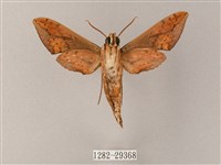 臺灣白肩天蛾藏品圖，第2張