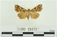 弧角散紋夜蛾藏品圖，第1張