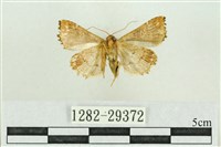 弧角散紋夜蛾藏品圖，第2張