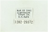 弧角散紋夜蛾藏品圖，第3張