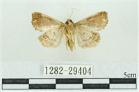 粉紅帶散紋夜蛾藏品圖，第2張