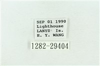 粉紅帶散紋夜蛾藏品圖，第3張