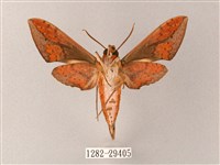 臺灣白肩天蛾藏品圖，第2張