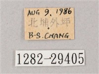 臺灣白肩天蛾藏品圖，第3張