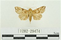 弧角散紋夜蛾藏品圖，第1張