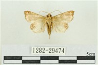 弧角散紋夜蛾藏品圖，第2張