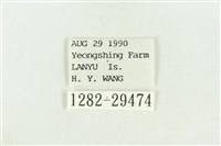 弧角散紋夜蛾藏品圖，第3張