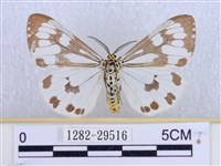 粉蝶燈蛾藏品圖，第1張