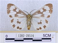 粉蝶燈蛾藏品圖，第2張