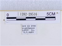 粉蝶燈蛾藏品圖，第3張