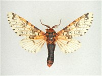 尖鋸舟蛾藏品圖，第1張