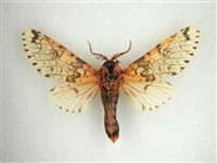 尖鋸舟蛾藏品圖，第2張