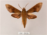 臺灣白肩天蛾藏品圖，第1張