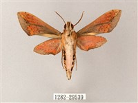 臺灣白肩天蛾藏品圖，第2張