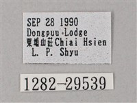 臺灣白肩天蛾藏品圖，第3張