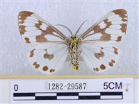 粉蝶燈蛾藏品圖，第2張