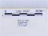 粉蝶燈蛾藏品圖，第3張