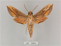 斜綠天蛾藏品圖，第2張