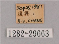 斜綠天蛾藏品圖，第3張