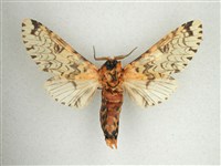 尖鋸舟蛾藏品圖，第2張