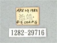 尖鋸舟蛾藏品圖，第3張