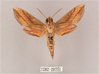 斜綠天蛾藏品圖，第2張