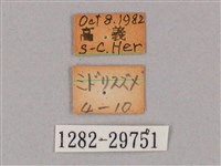 斜綠天蛾藏品圖，第3張