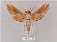 斜綠天蛾藏品圖，第2張