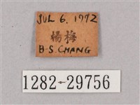 斜綠天蛾藏品圖，第3張