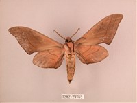 直翅六點天蛾藏品圖，第2張