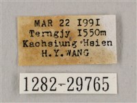 直翅六點天蛾藏品圖，第3張