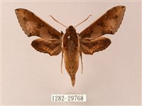 雙斑白肩天蛾藏品圖，第1張