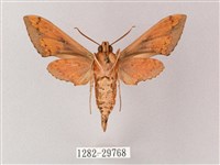 雙斑白肩天蛾藏品圖，第2張