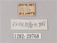 雙斑白肩天蛾藏品圖，第3張