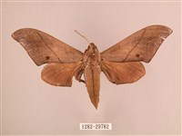 直翅六點天蛾藏品圖，第1張