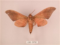 直翅六點天蛾藏品圖，第2張