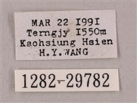 直翅六點天蛾藏品圖，第3張