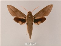 藏斜紋天蛾藏品圖，第1張