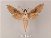 藏斜紋天蛾藏品圖，第2張