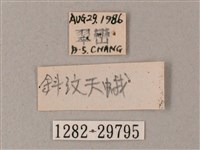 藏斜紋天蛾藏品圖，第3張