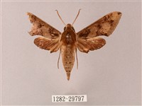 雙斑白肩天蛾藏品圖，第1張