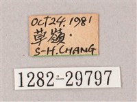 雙斑白肩天蛾藏品圖，第3張