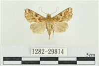 弧角散紋夜蛾藏品圖，第1張