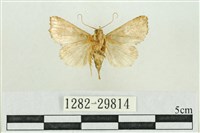 弧角散紋夜蛾藏品圖，第2張