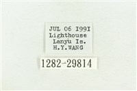 弧角散紋夜蛾藏品圖，第3張