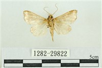 弧角散紋夜蛾藏品圖，第2張