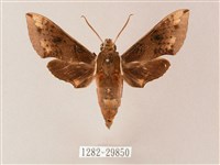 蒙古白肩天蛾藏品圖，第1張